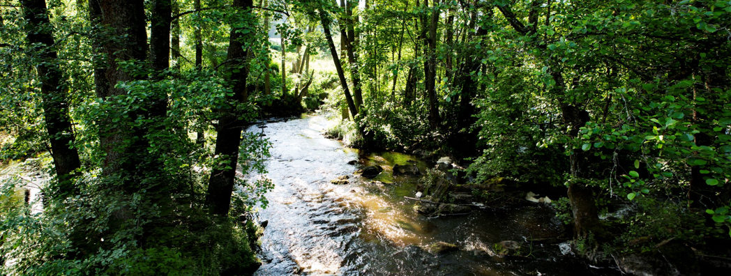 Bäck som rinner genom skog